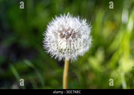 Dandelion on a sunny day. A complete white blowball with a blurred background. Stock Photo