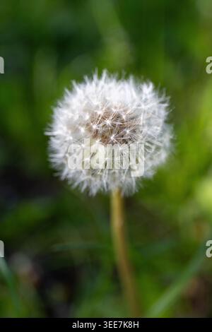 Dandelion on a sunny day. A complete white blowball with a blurred background. Stock Photo