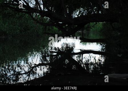 Silhouetted tree branches frame a calm sea at sunset with a distant ...