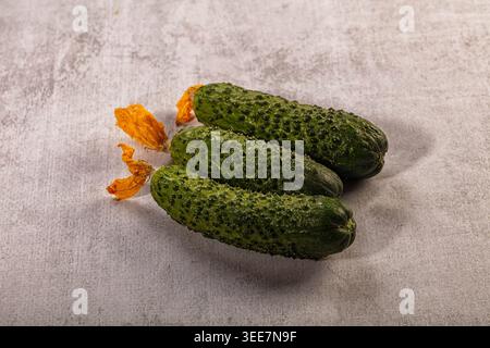 Three fresh green gherkins, dried orange-yellow cucumber flowers arranged on textured light grey surface. Studio shot, soft lighting, natural shadows Stock Photo