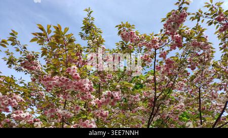 Lush pink cherry blossom tree in full bloom against blue sky. A close-up of Japanese cherry tree branches with dense pink and white blossoms. Stock Photo