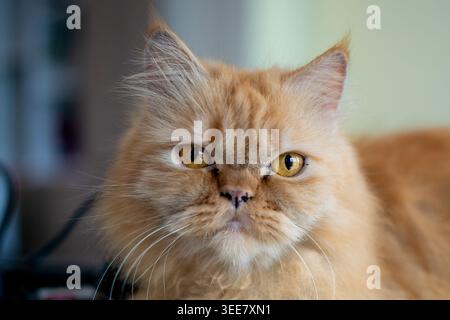 A high-detail, shallow depth-of-field portrait of a ginger Persian cat. The image highlights the cat's intense golden-amber eyes, flat facial structur Stock Photo