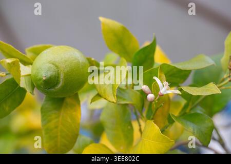 A close-up of a green lemon growing on a tree branch. Stock Photo