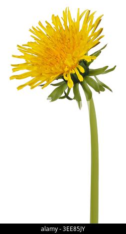 Head of yellow dandelion flower isolated on white background Stock Photo