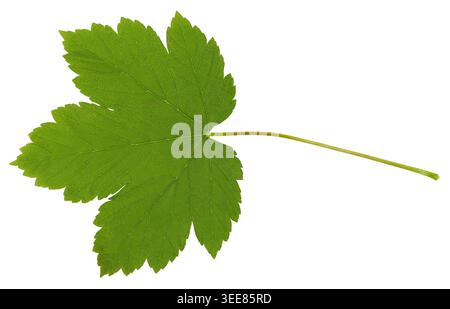 Green Maple Leaf Isolated on Black Background Stock Photo
