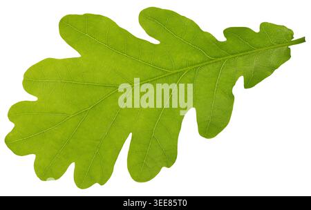 Light green oak leaf isolated on white background Stock Photo