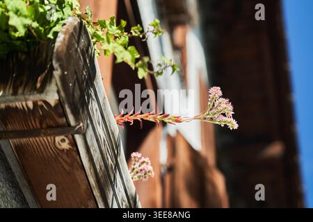 Pink succulent blooms spill from a weathered wooden planter on a sunlit balcony against rustic architecture. Stock Photo
