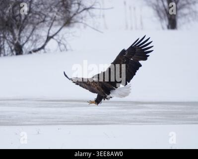 A majestic bald eagle with wings spread wide soars gracefully above a snow-covered terrain with icy water Stock Photo