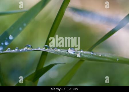 Macro close-up of morning dew on grass blades, capturing fresh green tones and delicate water droplets. Stock Photo