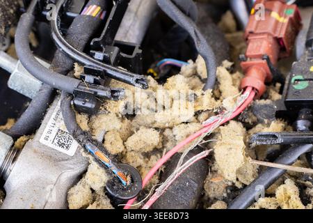 Close-up view of a vehicle's electrical system showing frayed wires and damaged insulation, possibly due to rodent activity Stock Photo