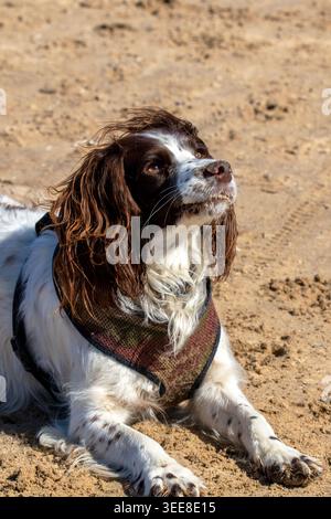 Close-up portrait of a liver and white English Springer Spaniel dog lying down on a sandy beach wearing a harness. Stock Photo