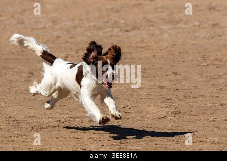 An English Springer Spaniel dog running fast across a sandy beach with ears flying on a sunny day. Stock Photo