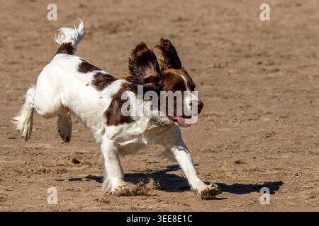 A happy English Springer Spaniel dog running fast across a sandy beach with ears flying on a sunny day. Stock Photo