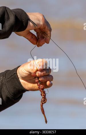 Close-up of an angler's hands baiting a fishing hook with sea worms on a beach for surfcasting. Stock Photo