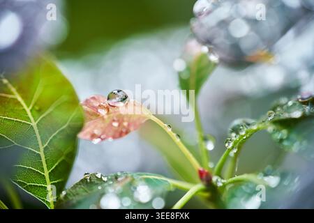 Macro photograph of a delicate dewdrop resting on a tender leaf, surrounded by glistening water beads. Stock Photo