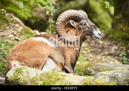 A mouflon ram rests on moss-covered logs in a peaceful forest, highlighting its large curled horns. Stock Photo