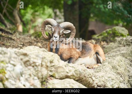 A majestic mouflon ram with large curved horns rests on rocks in a quiet forest, calm and alert. Stock Photo