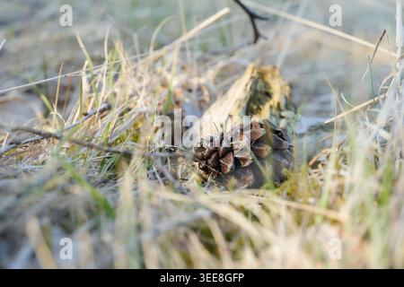 A close-up of a pine cone resting on a grassy forest floor with warm morning sunlight. Stock Photo