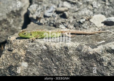 A bright green lizard basks on a sunlit rock, showing textured scales and camouflage in nature. Stock Photo