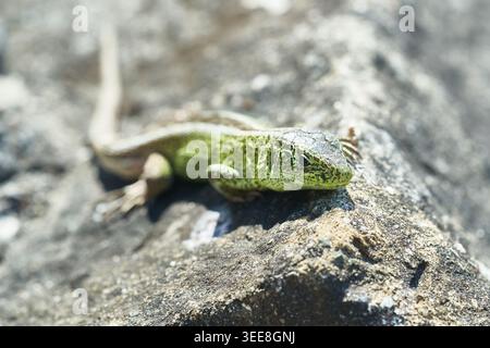 Close-up of a green lizard resting on a sunlit rocky surface, showing textured scales and natural camouflage. Stock Photo