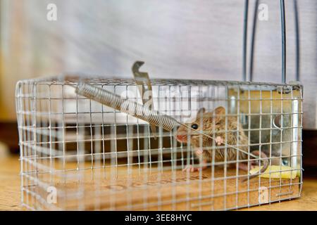 Cute mouse locked alive in a trap with a paw firmly holding a small metal bar. Stock Photo
