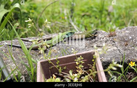 Two green lizards basking on a concrete wall outdoors, surrounded by lush green grass and potted plants under sunlight Stock Photo