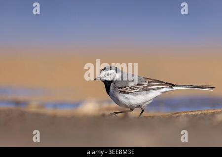 White wagtail (Motacilla alba) walking on a muddy shore in Poland, showcasing its distinct black, white, and grey plumage. Stock Photo