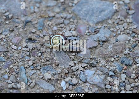 Striped garden snail crawling slowly across rough stony ground Stock Photo