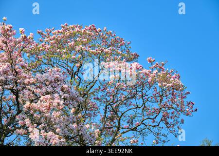 Lyon, France - March 19, 2026: Large pink magnolia flowers blooming on a tree under a clear blue sky at Parc de la Tete d'Or in early spring Stock Photo