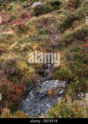 A small stream flows over dark rocks and through dense mountain vegetation including orange ferns and green shrubs. Stock Photo