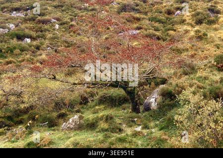 A lone hawthorn tree with red berries stands on a rocky mountain slope covered in autumn ferns and green vegetation. Stock Photo