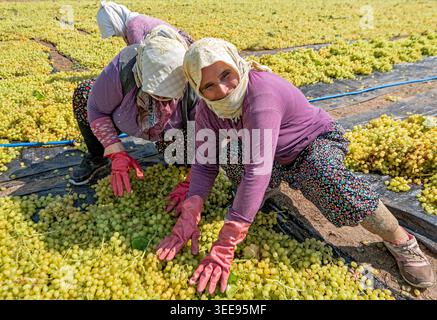 DENIZLI, TURKEY - September 04, 2020, Friday: A smiling woman farm worker in traditional dress spreading grapes for drying in Denizli, Turkey. Stock Photo