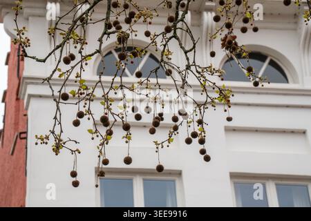 London plane branch with round seed ball and small spring leaf hangs in front of white facade, arched window, red wall. Botany education, urban nature Stock Photo