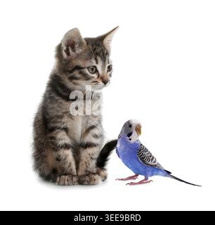 Cute cat and parrot on white background. Lovely pets Stock Photo