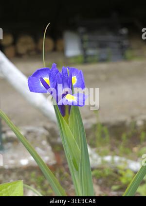 Blue iris flower displaying delicate petals with bright yellow and white accents, growing outdoors against a blurred background Stock Photo