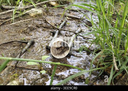 Disposable styrofoam cup discarded in muddy water, polluting a natural stream with plastic waste. Damaging environmental ecosystems Stock Photo