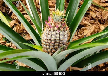 Exotic Sugar Loaf Pineapple Growing in a Tropical Orchard Stock Photo