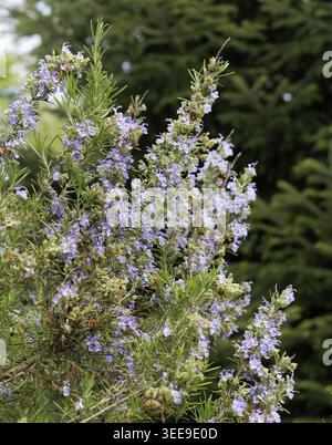 Rosemary herb thriving outdoors, featuring vibrant green leaves and delicate purple flowers under natural light Stock Photo