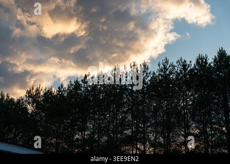 Dramatic Clouds Above Pine Tree Silhouette, Golden Light Meets Dark Treeline, Moody Sky With Storm Edges And Cinematic Contrast Ideal For Weather Stock Photo