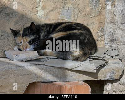 Peaceful Calico Cat Sleeping Peacefully on a Pile of Cardboard in Natural Warm Sunlight Stock Photo