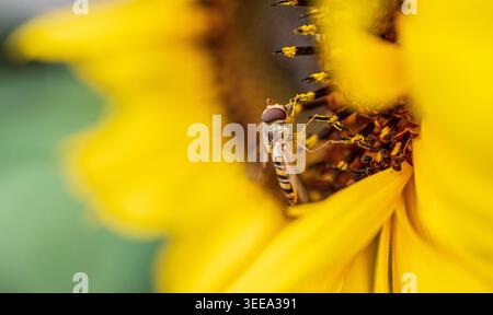 Hoverfly feeding on vibrant sunflower center Stock Photo