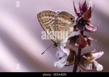 Pea blue butterfly (Lampides boeticus) nectaring on basil (Ocimum basilicum) flowers, Cairo, Egypt Stock Photo