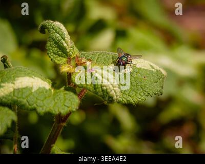 Detailed macro of a metallic green bottle fly resting on a textured green leaf in a lush garden with soft bokeh background Stock Photo