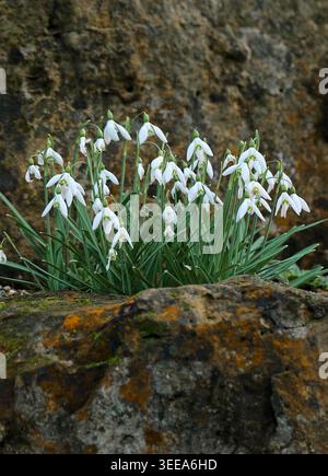 Snowdrop, Galanthus nivalis "Magnet", Amaryllidaceae. UK. 'Magnet' is a bulbous perennial to 25cm in height, with narrow, glaucous leaves. Stock Photo