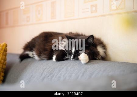 Sleeping black and white fluffy cat resting on sofa at home interior with soft sunlight Stock Photo