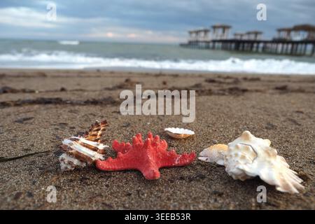 Seashells and starfish on sandy beach near ocean pier Stock Photo