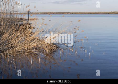 Dry reed grass along peaceful river shoreline with reflections in calm evening water Stock Photo