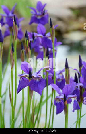 Iris sibirica Caesar's Brother, Siberian iris, mid-purple flowers with speckled and striped markings on the throats Stock Photo