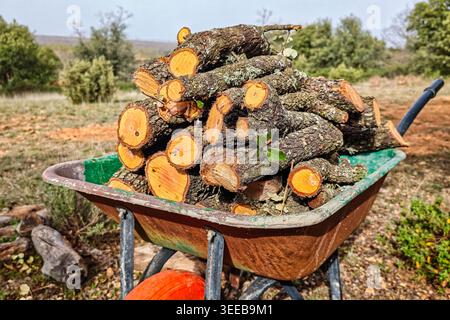 Freshly cut firewood stacked in a wheelbarrow for the winter fireplace Stock Photo
