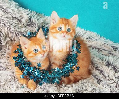 Two funny red kittens wrapped in a Christmas glitter garland on a fur plaid. Christmas concept Stock Photo